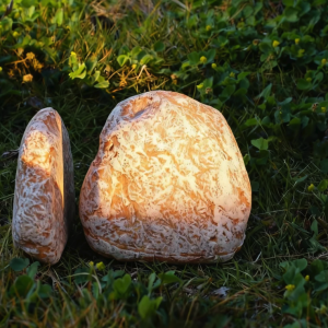 Two large, golden-brown artisanal cheese blocks with white rind on green grass.